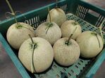 113學年度設施洋香瓜栽培8