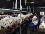 113學年度菇類栽培7