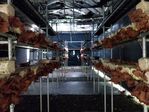 113學年度菇類栽培2