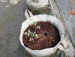 113學年度網室番茄栽培1