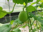 113學年度網室美濃瓜栽培1