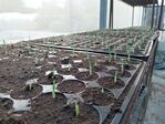 113學年度玉米栽培-1期4