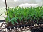 113學年度玉米栽培-1期13