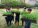 113學年度玉米栽培-1期15