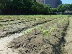 113學年度玉米栽培-1期10