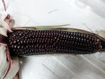 113學年度玉米栽培-1期11