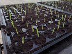 113學年度玉米栽培-2期3