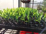 113學年度玉米栽培-2期5