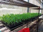 113學年度玉米栽培-2期6