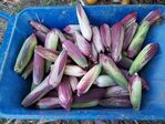 113學年度玉米栽培-2期16