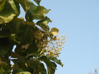 圓錐花序