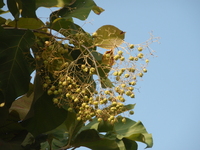 柚木花小
