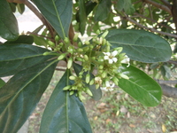 圓錐花序頂生