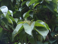 大果厚殼桂-花