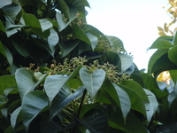 大果厚殼桂-花