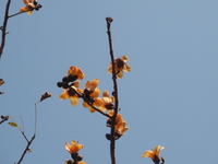 花橘紅色