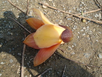 花被肉質
