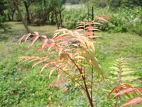 嫩葉紅