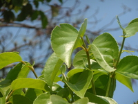 茄苳葉