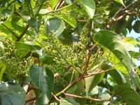 圓錐花序