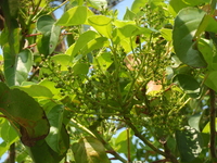 茄苳花無花瓣