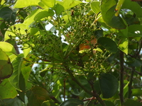 茄苳花