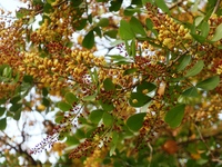 總狀花序