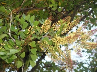 花鮮黃色