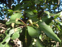木質蒴果
