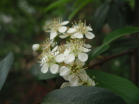 花白色