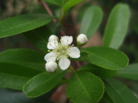 花瓣5枚