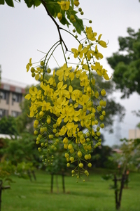 總狀花序下垂
