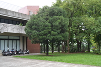 象牙樹老樹