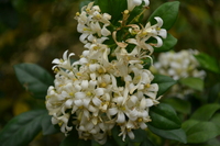 繖房花序