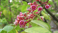 聚繖花序或圓錐花序