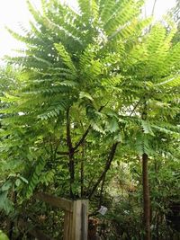 園藝科果樹區