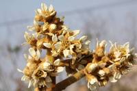 花1