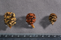 水杉(右) 世界爺(中) 長葉世界爺(左)