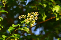 圓錐花序