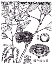 栓皮櫟之素描圖