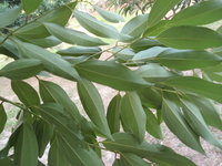 陰香葉背粉白