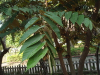 裡白翅子樹之葉面