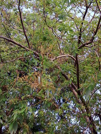 水柳開花