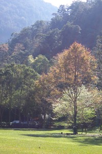 楓香紅葉
