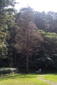 冬季枯枝