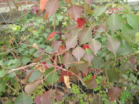 烏桕葉1