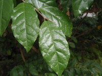 枯里珍葉1