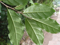 枯里珍葉背