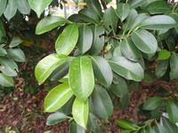 森氏紅淡比葉2