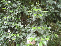 森氏紅淡比葉3
